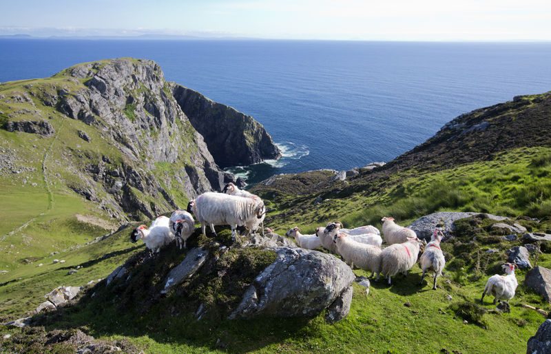 Sheep at Slieve League- Are you ready for a trip of a lifetime