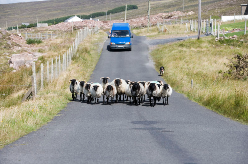 sheep on road in ireland