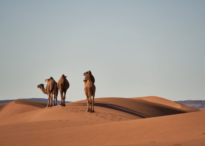 Two camels in the Sahara Desert, taken on Morocco Group Tour