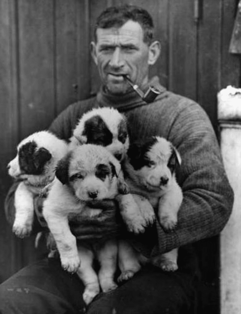 Tom Crean with sled dog puppies. 