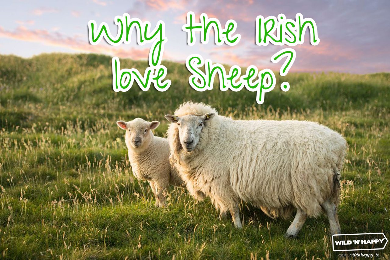why the irish love sheep