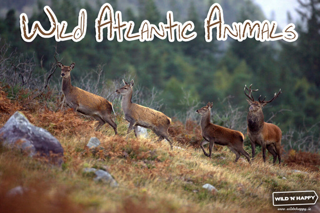 wild atlantic animals