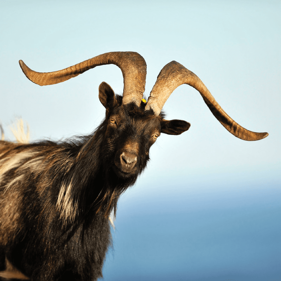 Goat King of Dalkey Island