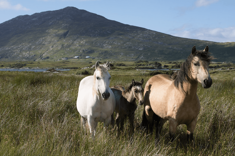 Horses in Connemara National Park