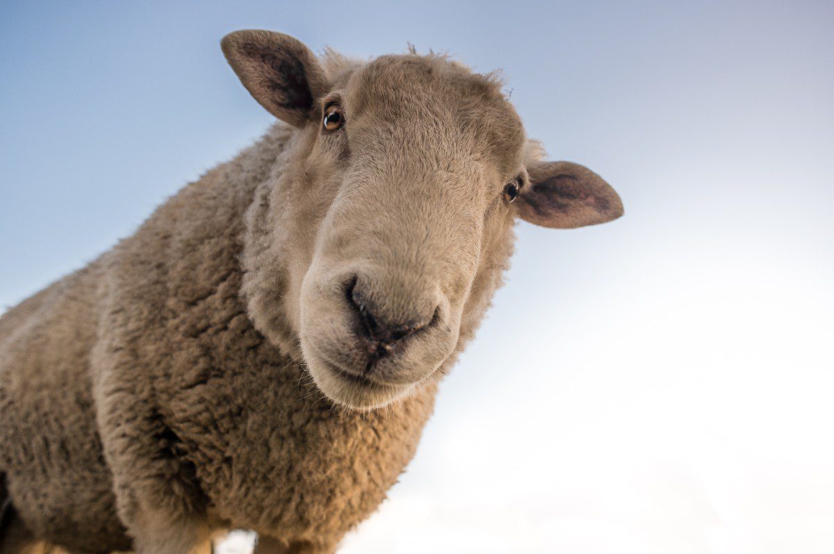 Sheep close-up