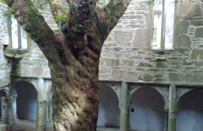 Tree with Muckross Abbey in background Killarney