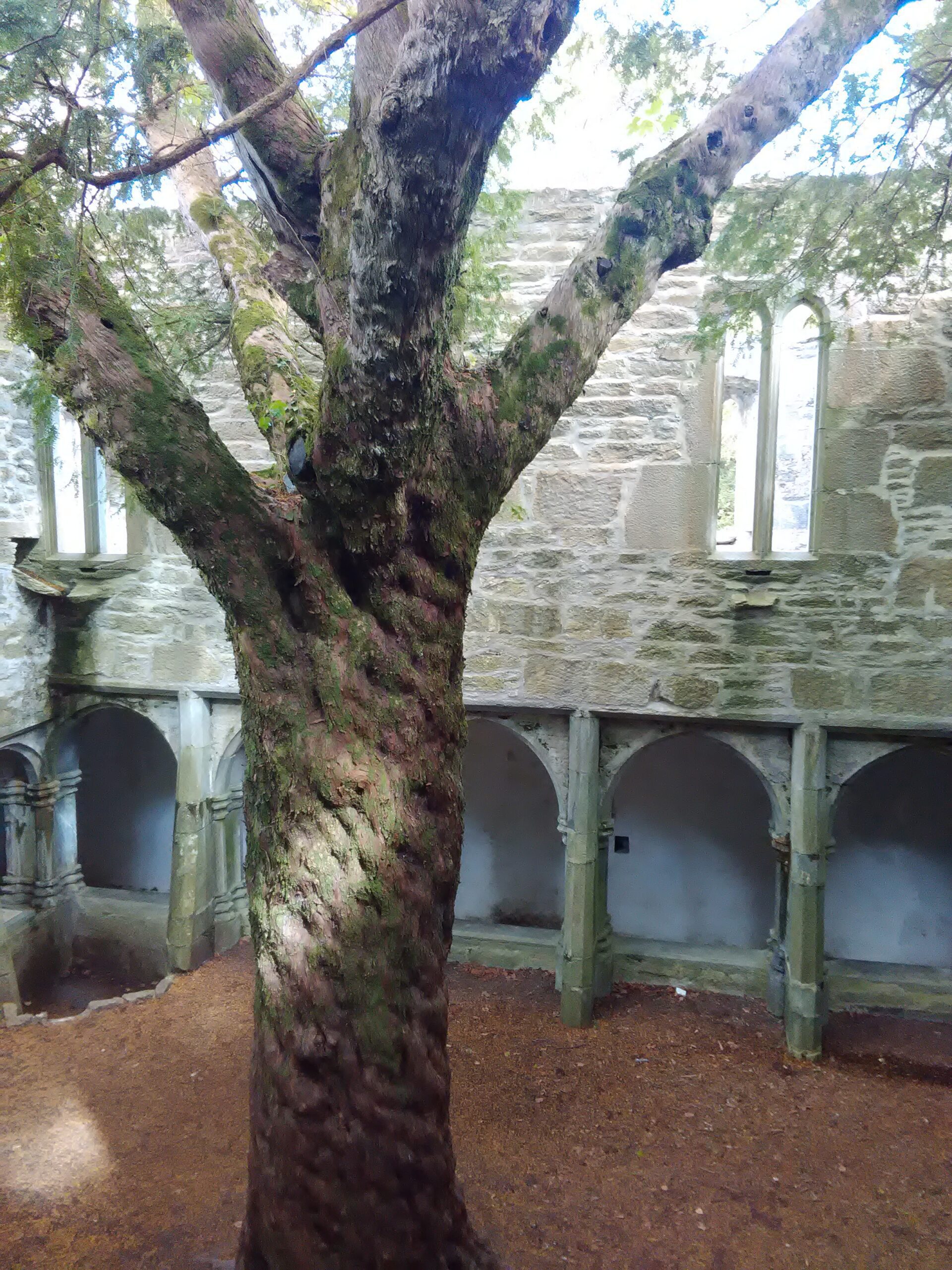 Tree with Muckross Abbey in background Killarney