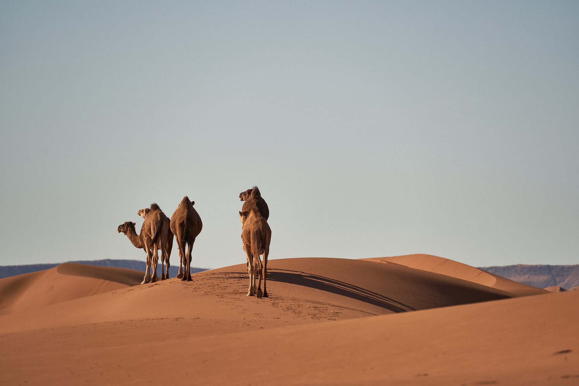 Two camels in the Sahara Desert, taken on Morocco Group Tour