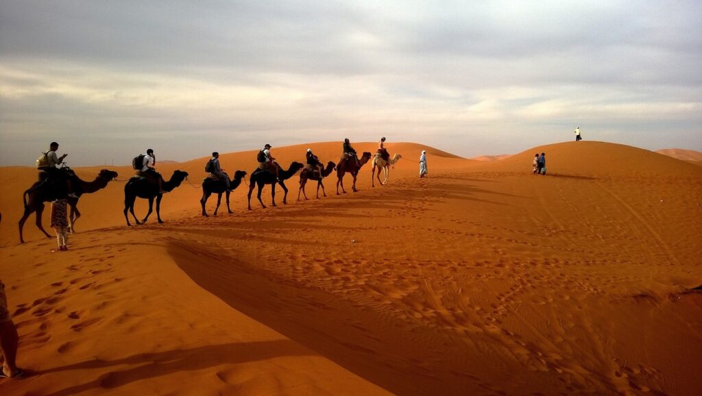 Camels in Morocco Adventure Holiday