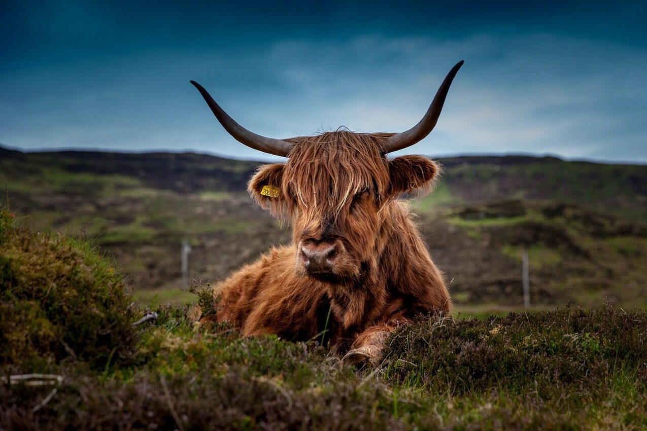 Scottish Highland Cow lying in a field in Scotland