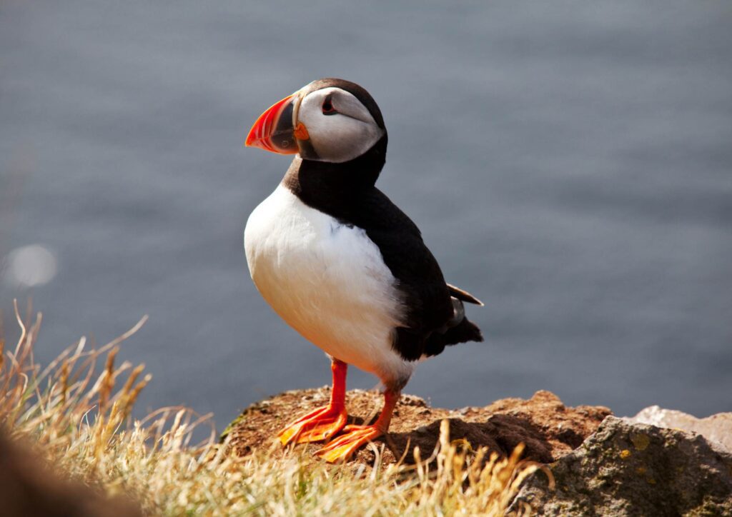Bird Puffin chilling on the rock on the Skellig Michael