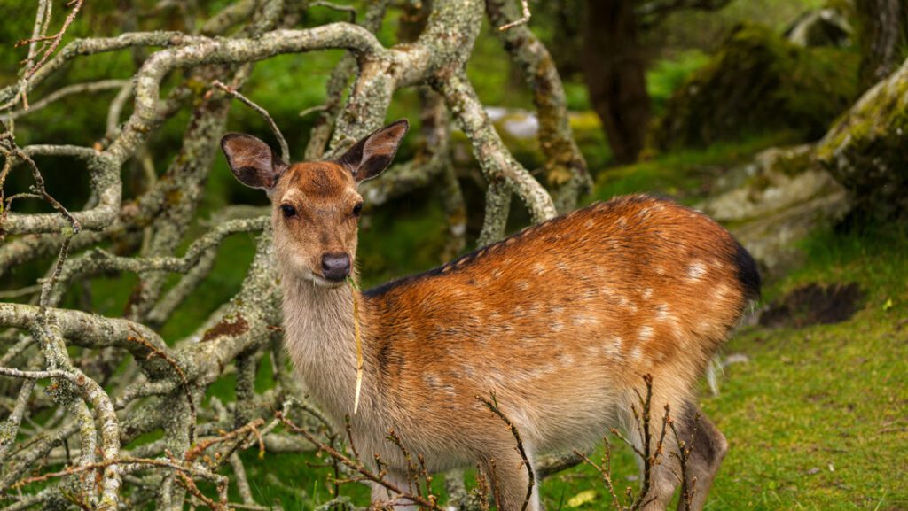 Majestic deer roaming freely amidst the enchanting landscapes of Killarney National Park.