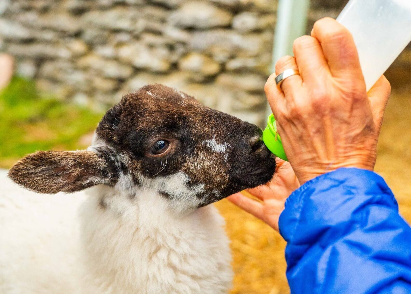 Feeding a Baby Lamb Ireland